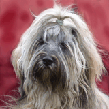 arien_portret.gif(21 kb)